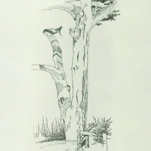 Illustration_MontereyCypress-01