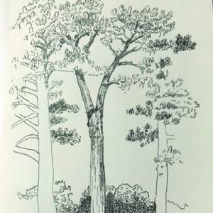 Illustration_PG-Trees-01